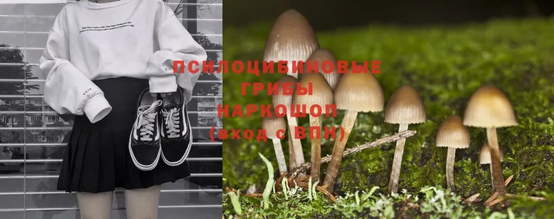 Псилоцибиновые грибы Cubensis  Россошь 